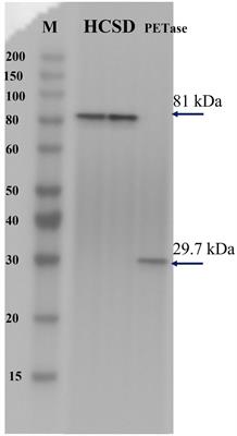 Hydrophobic cell surface display system of PETase as a sustainable biocatalyst for PET degradation